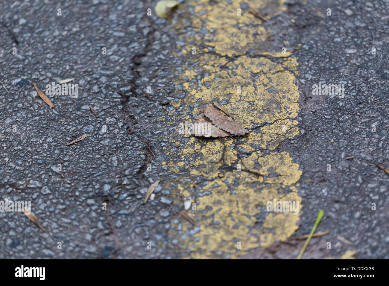 Nahaufnahme Schuss rissige Bürgersteig oder Straße geeignet für Textur-Hintergrund Stockfoto