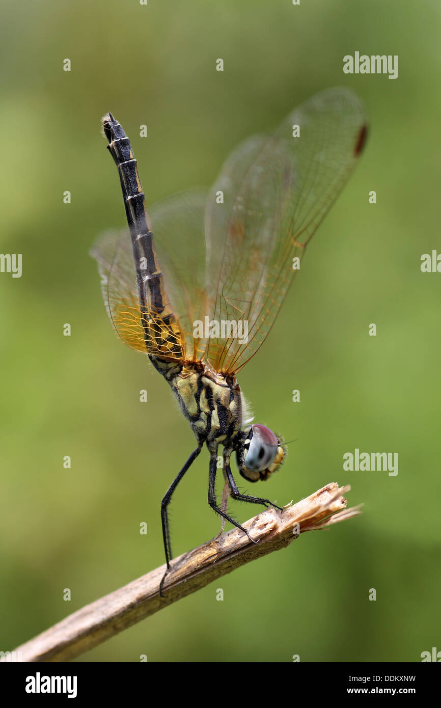 Schwarzes Percher Diplacodes Lefebvrii weiblich Stockfoto