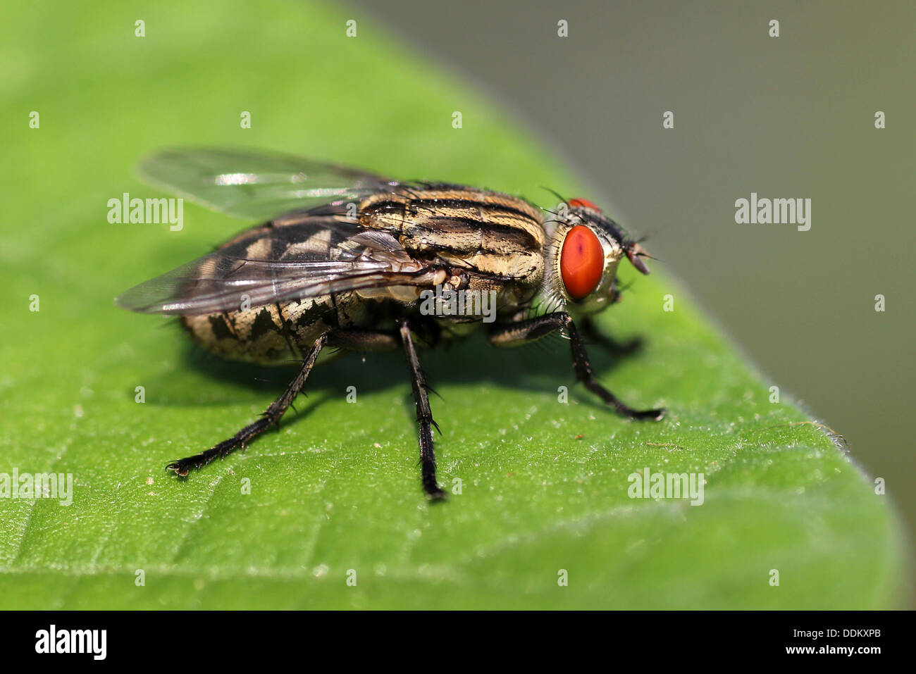 Nicht identifizierte fliegen Arten, Ghana, Westafrika Stockfoto