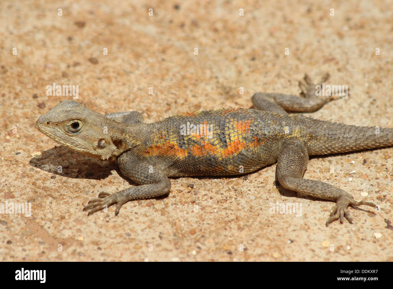 Rothaarige Agama weiblich-Agama agama Stockfoto