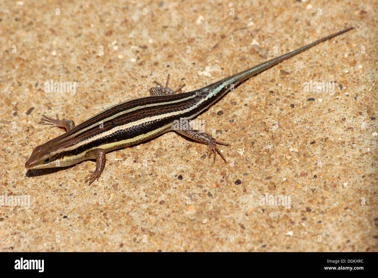 Fünf-gezeichnete Mabuya Trachylepis quinquetaeniata Stockfoto