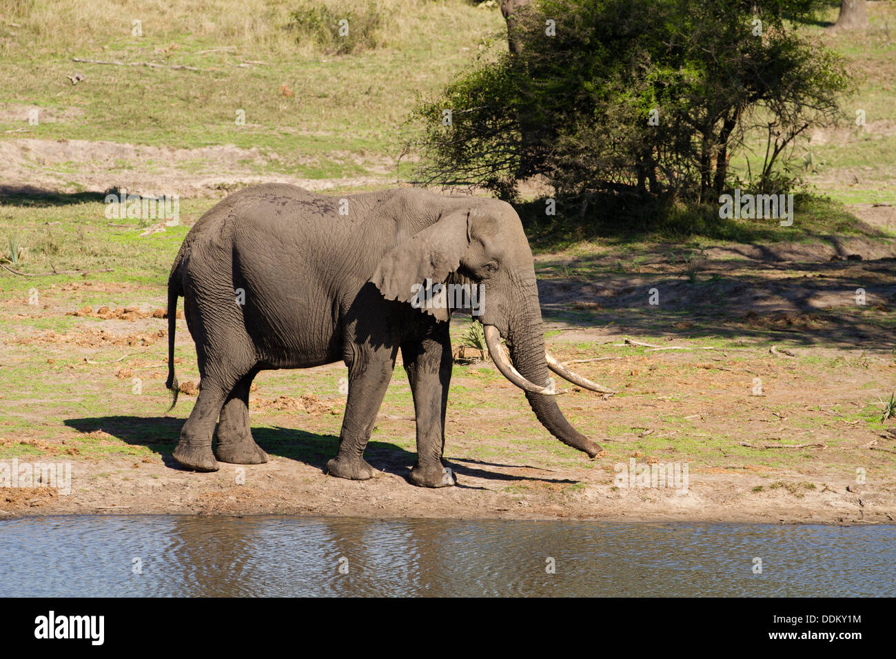 Männlichen afrikanischen Elefanten (Loxodonta Africana) vom Wasserloch Stockfoto