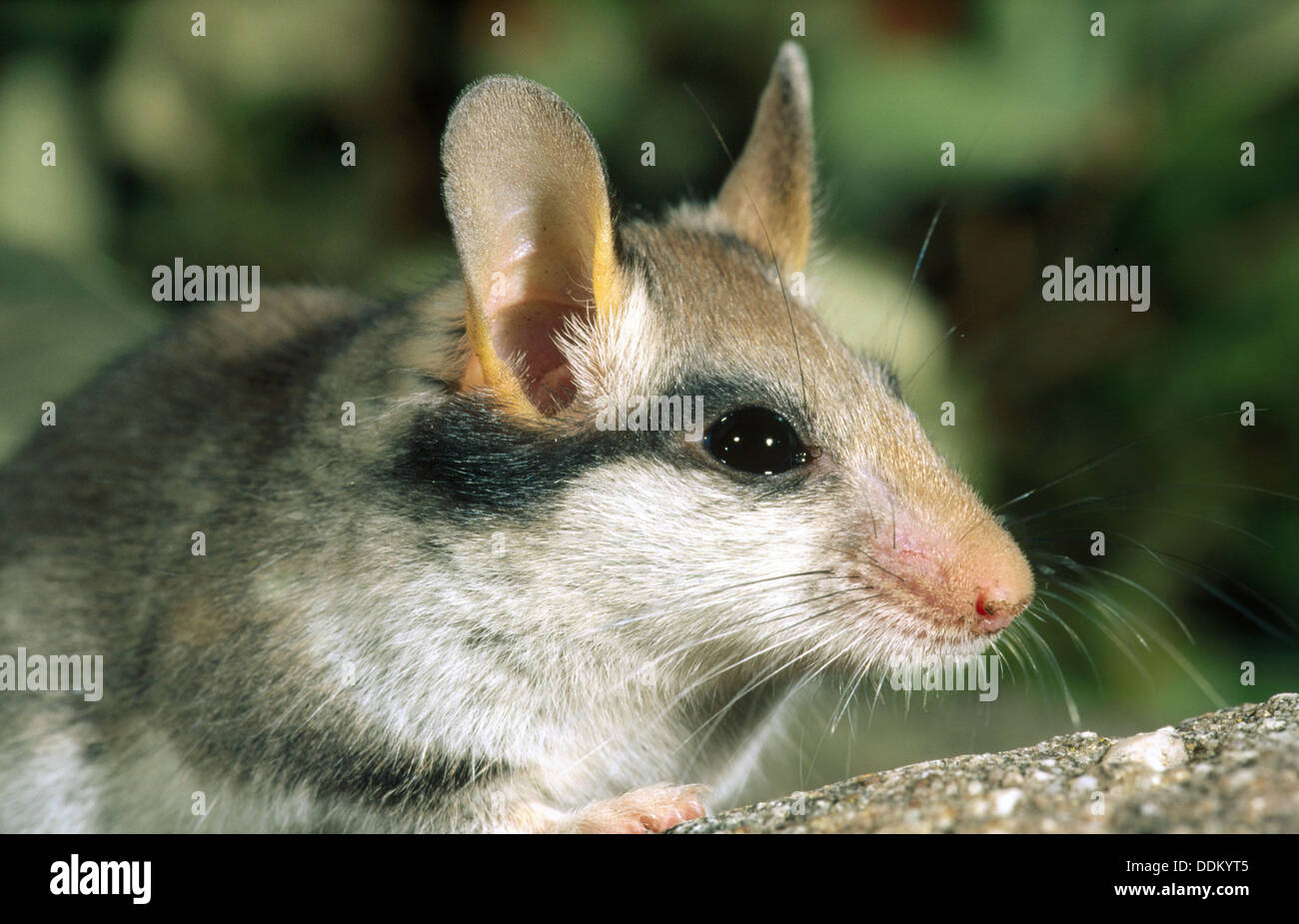 Gartenschläfer bild Fotos und Bildmaterial in hoher Auflösung Alamy