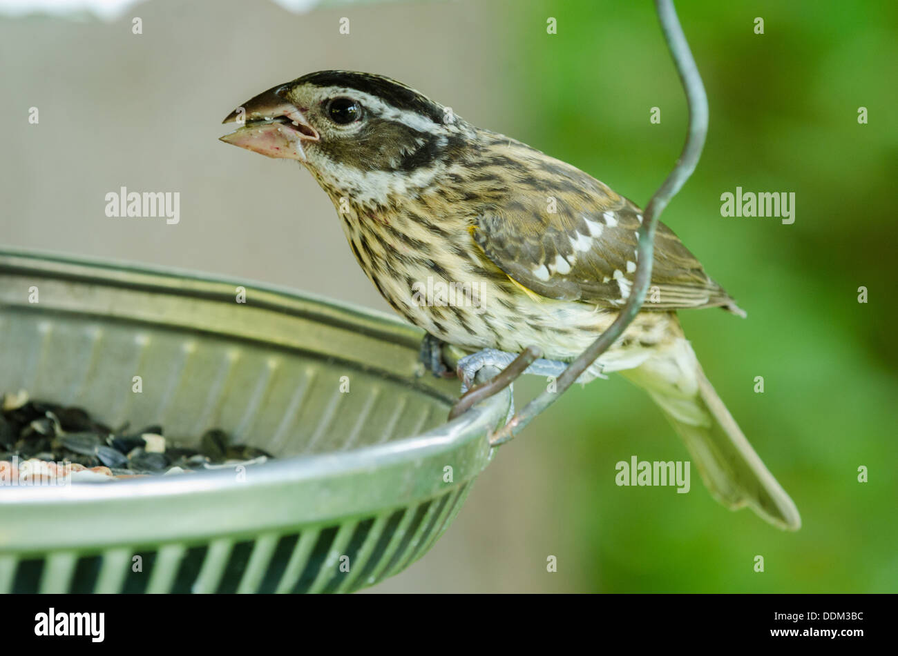 Eine Rose Breasted Kernbeißer kann ein Vogelhaus mit der richtigen Art von Lebensmitteln angezogen werden. Stockfoto