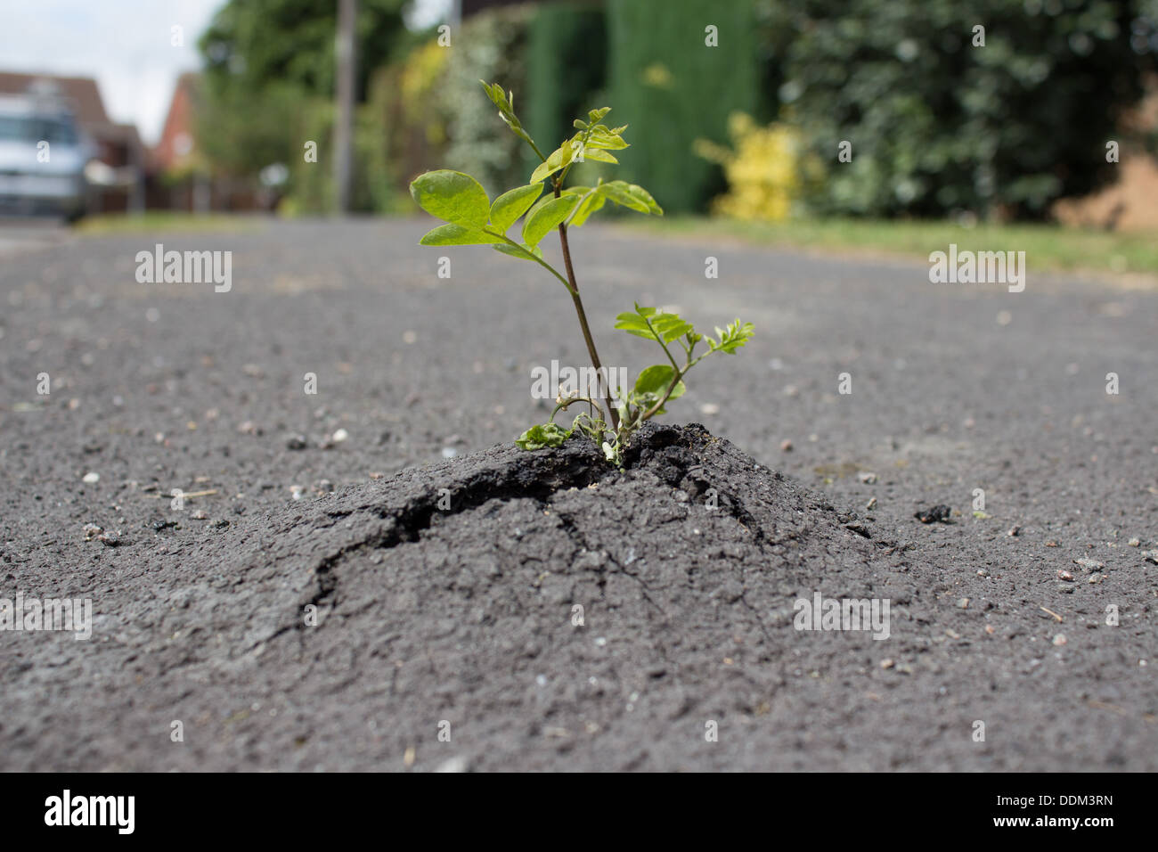 Pflanze wächst durch Pflaster Stockfoto