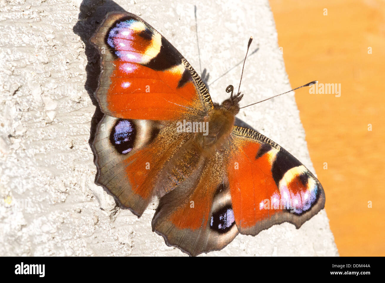 Tagpfauenauge Stockfoto