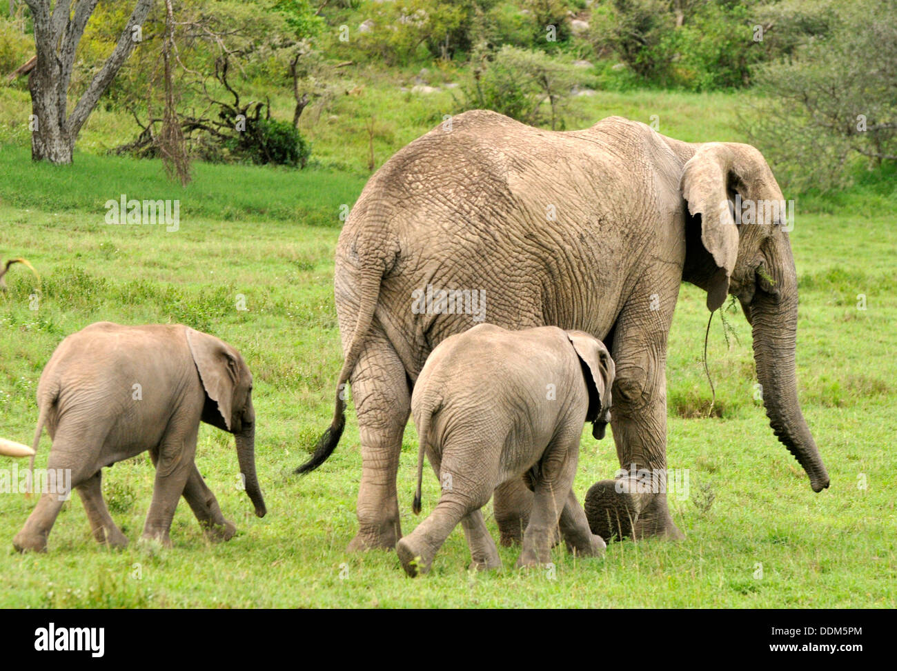 Twin-Baby-Elefanten. Tansania-Sammlung Stockfoto