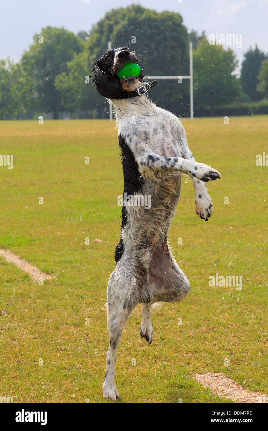 Eine nasse schwarze und weiße English Springer Spaniel hund Stehen auf einem Bein springen oben in der Luft einen Ball im Maul im Rugby Park zu fangen. England Großbritannien Stockfoto