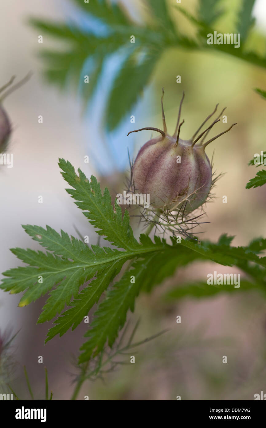 Pflanzensamen der Nigella Damascena "Miss Jekyll" Stockfoto