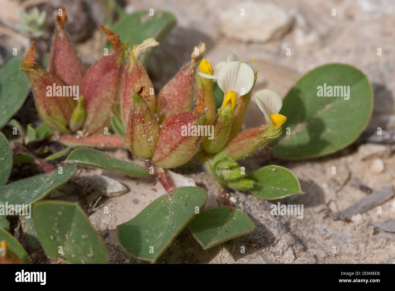 Blase-Wicke, Four-Leaved Niere Wicke, Blasen-Wundklee, Blasenwundklee, Tripodium Tetraphyllum, Anthyllis tetraphylla Stockfoto