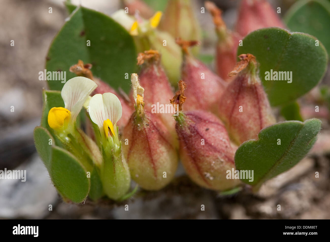 Blase-Wicke, Four-Leaved Niere Wicke, Blasen-Wundklee, Blasenwundklee, Tripodium Tetraphyllum, Anthyllis tetraphylla Stockfoto