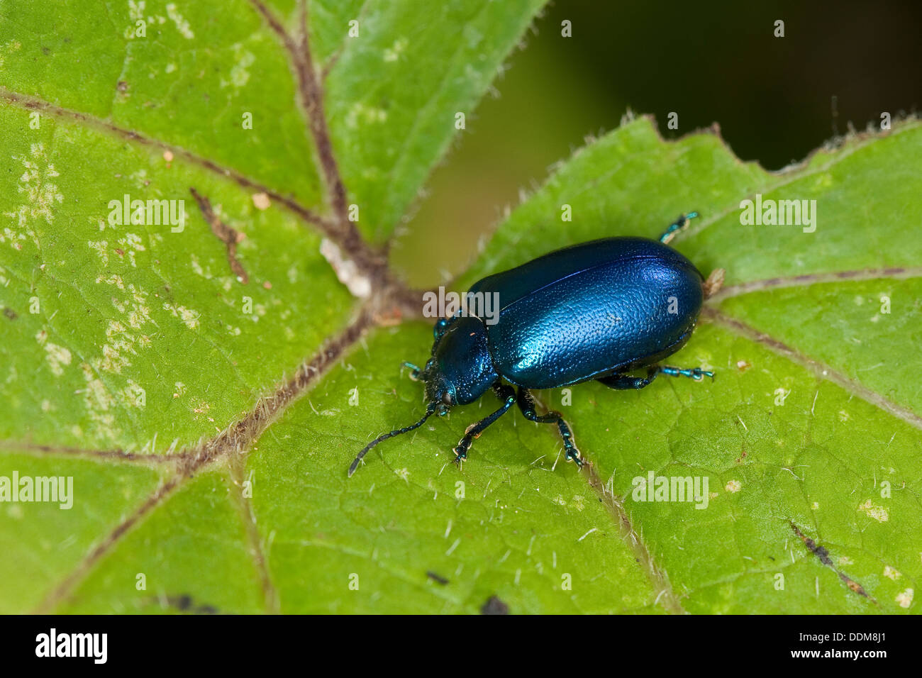 Blattkäfer Oreina spec, Leafbeetle, Crysomelidae, Leafbeetles, Blatt Käfer, Crysomelidae Stockfoto