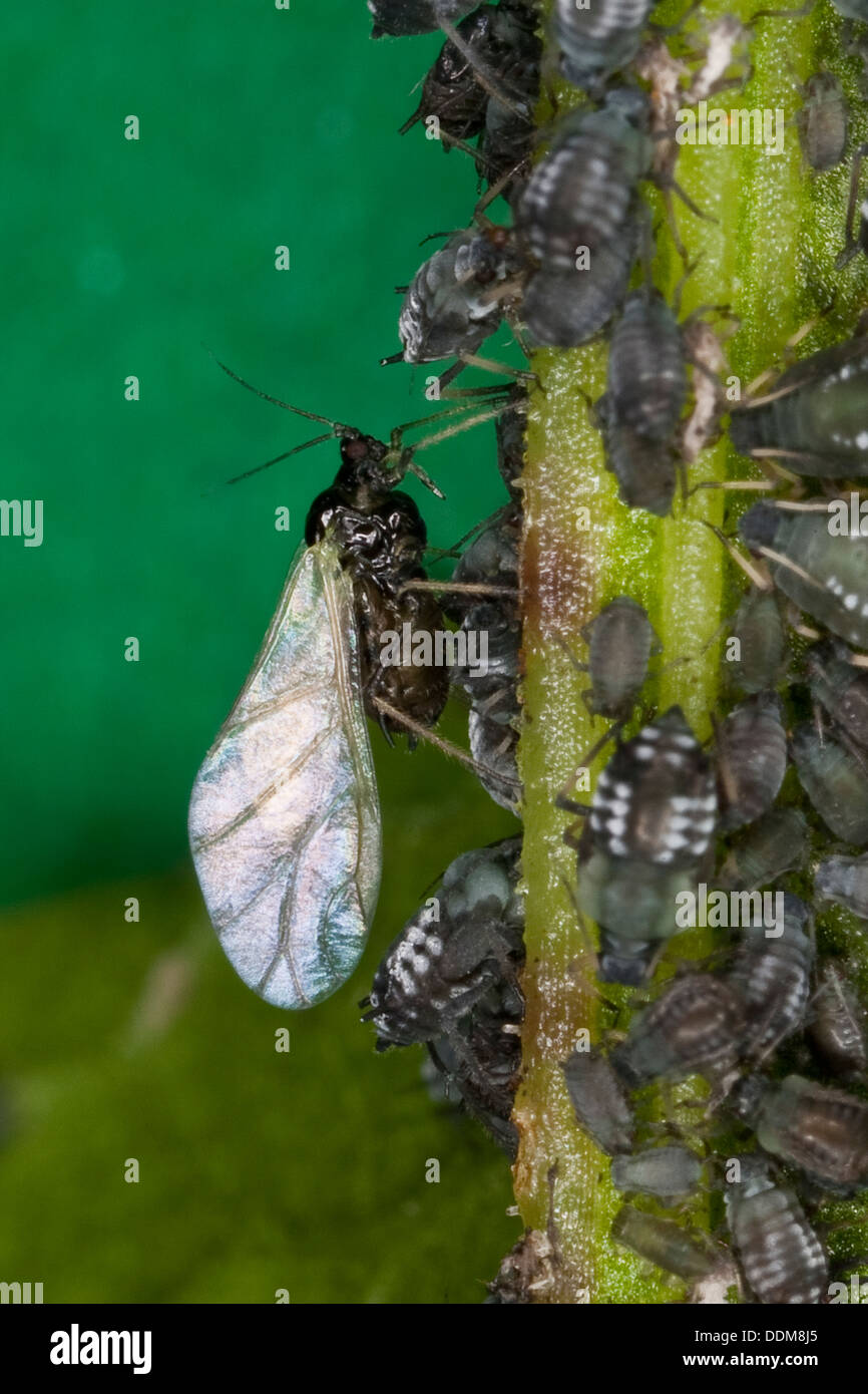 BlackFly, schwarze Bohnen-Blattlaus, Rüben Blatt Blattlaus, Blattlaus, Blattläuse, Schwarze Bohnenlaus, Schwarze Bohnenblattlaus, Aphis fabae Stockfoto