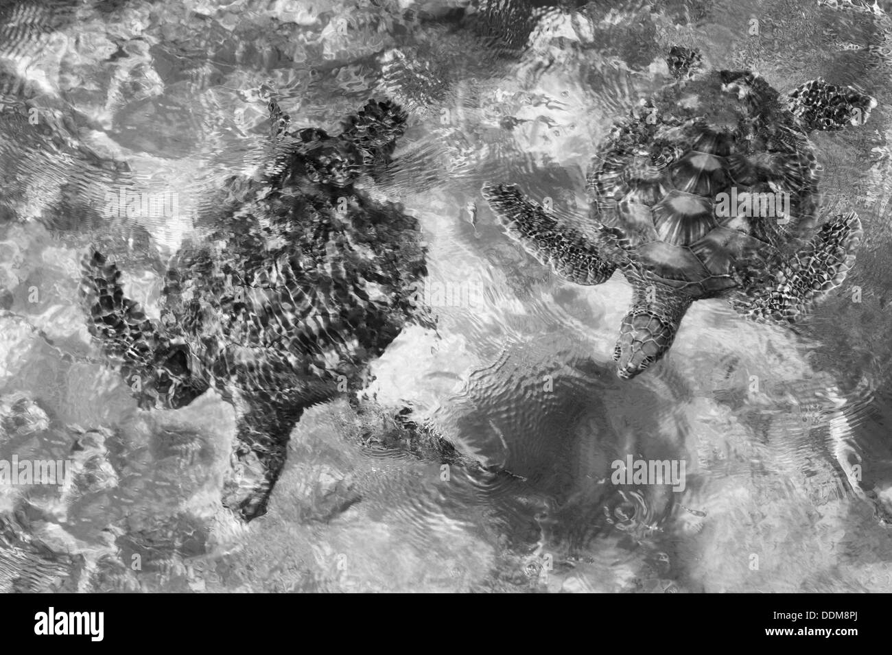 Grüne Meeresschildkröten. Bora Bora. Französisch-Polynesien. Stockfoto