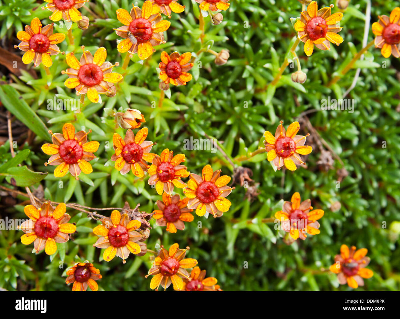 Gelber Steinbrech (Saxifraga Aizoides) Bergblumen, rot/goldenen Variante Stockfoto