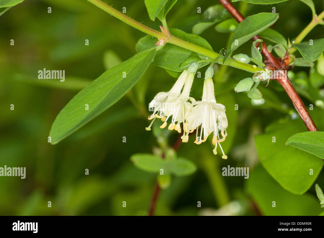 Blau-Kreuzungen Geißblatt, Sweetberry Geißblatt, Blaue Doppelbeere, Lonicera Caerulea Blaue Heckenkirsche Stockfoto