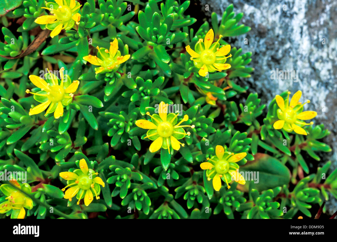 Gelber Steinbrech (Saxifraga Aizoides) Wachstum und gelb Form von Blumen Stockfoto