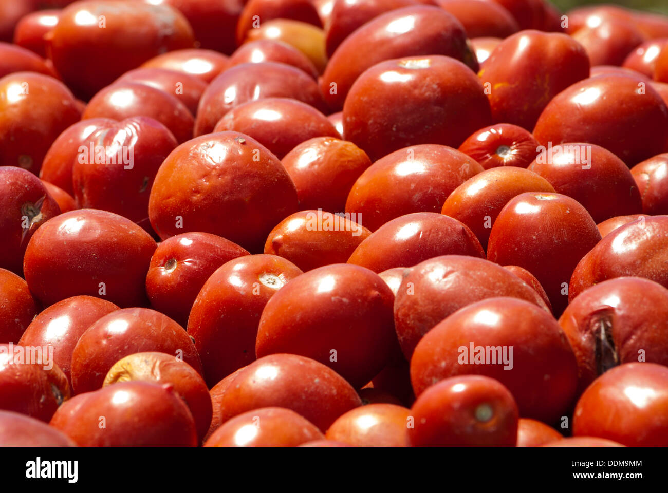 Frische Tomaten Stockfoto