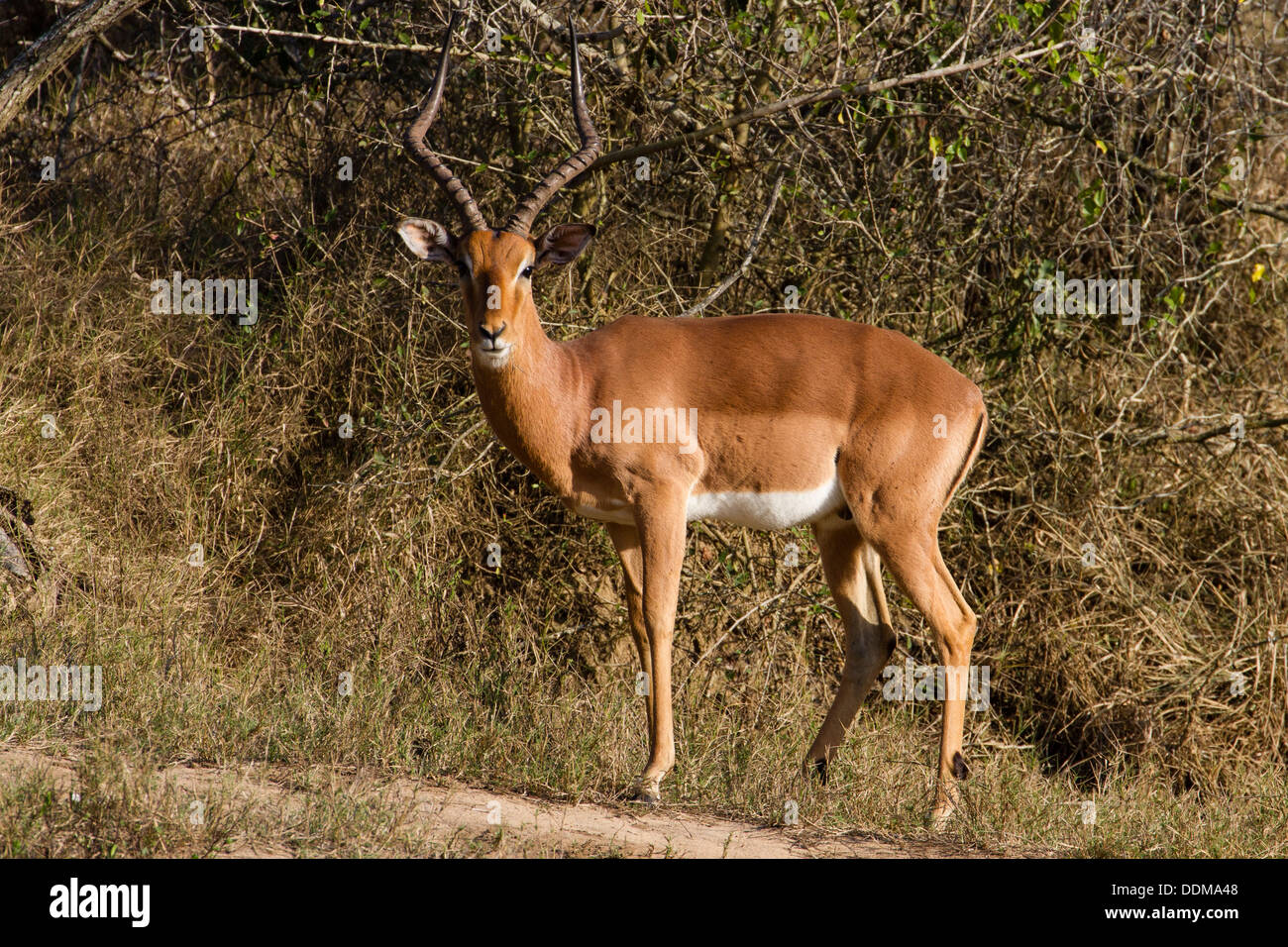 Männlichen Impala (Aepyceros Melampus) Stockfoto
