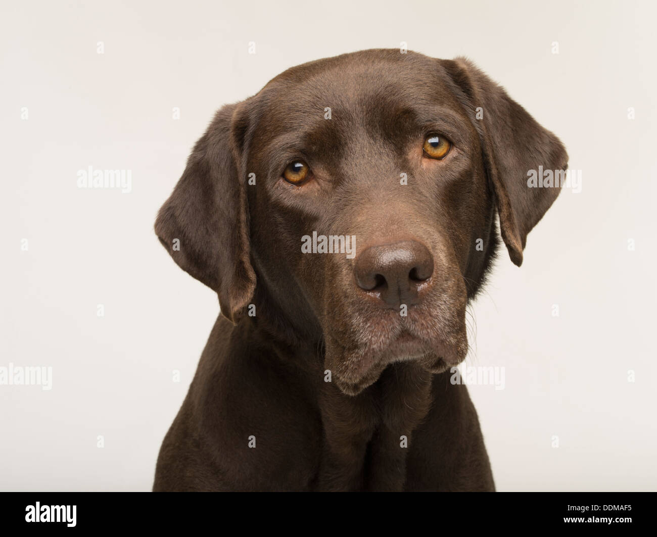 Chocolate Labrador Retriever Erwachsene Hündin Porträt auf weißen Studio-Hintergrund Stockfoto