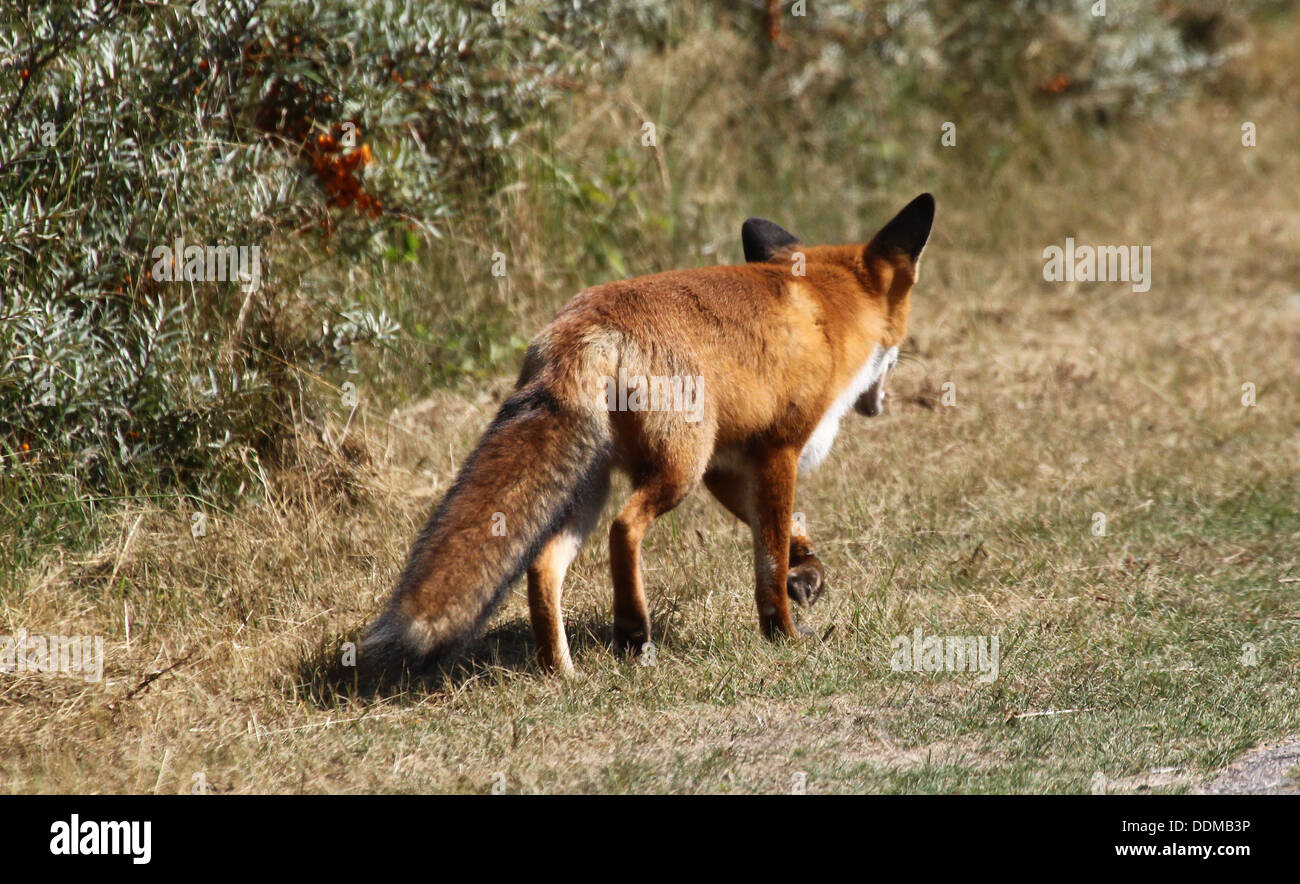 Rotfuchs (Vulpes Vulpes) Kommissionierung ein Duft und nach einer Strecke, auf der Suche nach Nahrung Stockfoto