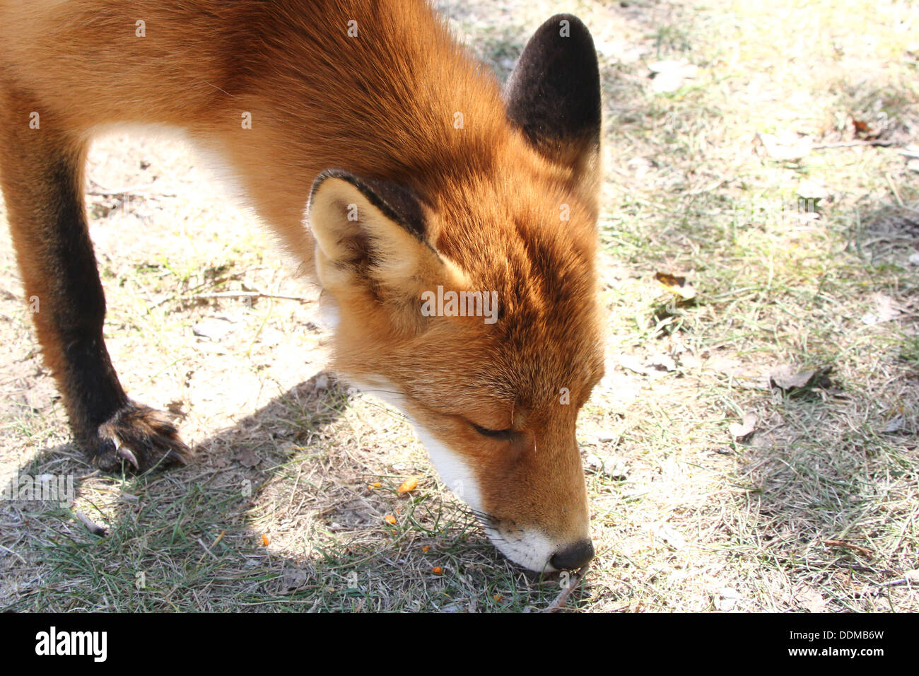 Rotfuchs (Vulpes Vulpes) Kommissionierung ein Duft und nach einer Strecke, auf der Suche nach Nahrung Stockfoto