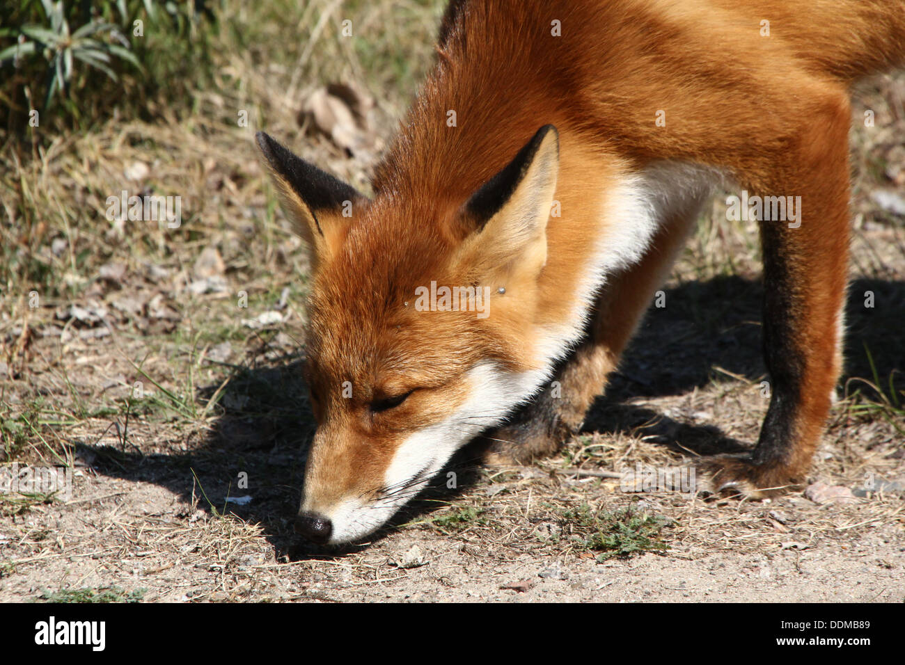 Rotfuchs (Vulpes Vulpes) Kommissionierung ein Duft und nach einer Strecke, auf der Suche nach Nahrung Stockfoto