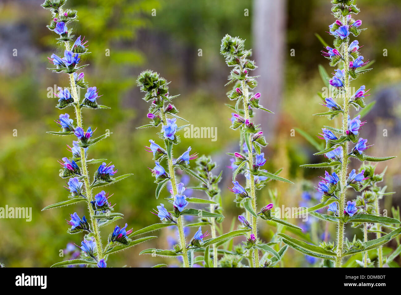 Blueweed (Echium Vulgare) Blume Spitzen Stockfoto