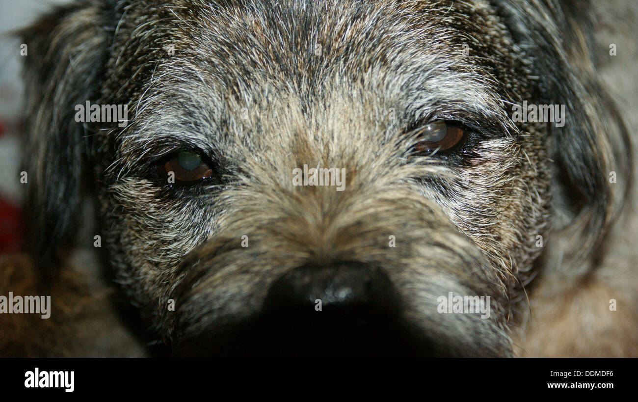 Border Terrier Welpe Gesicht braune Augen leuchten weiße Gesicht Ohren Stockfoto