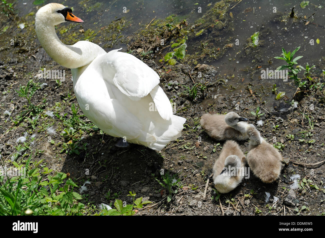 Weibliche Höckerschwan und drei Cygnets. Stockfoto Weibliche Höckerschwan und drei Cygnets. Stockfoto