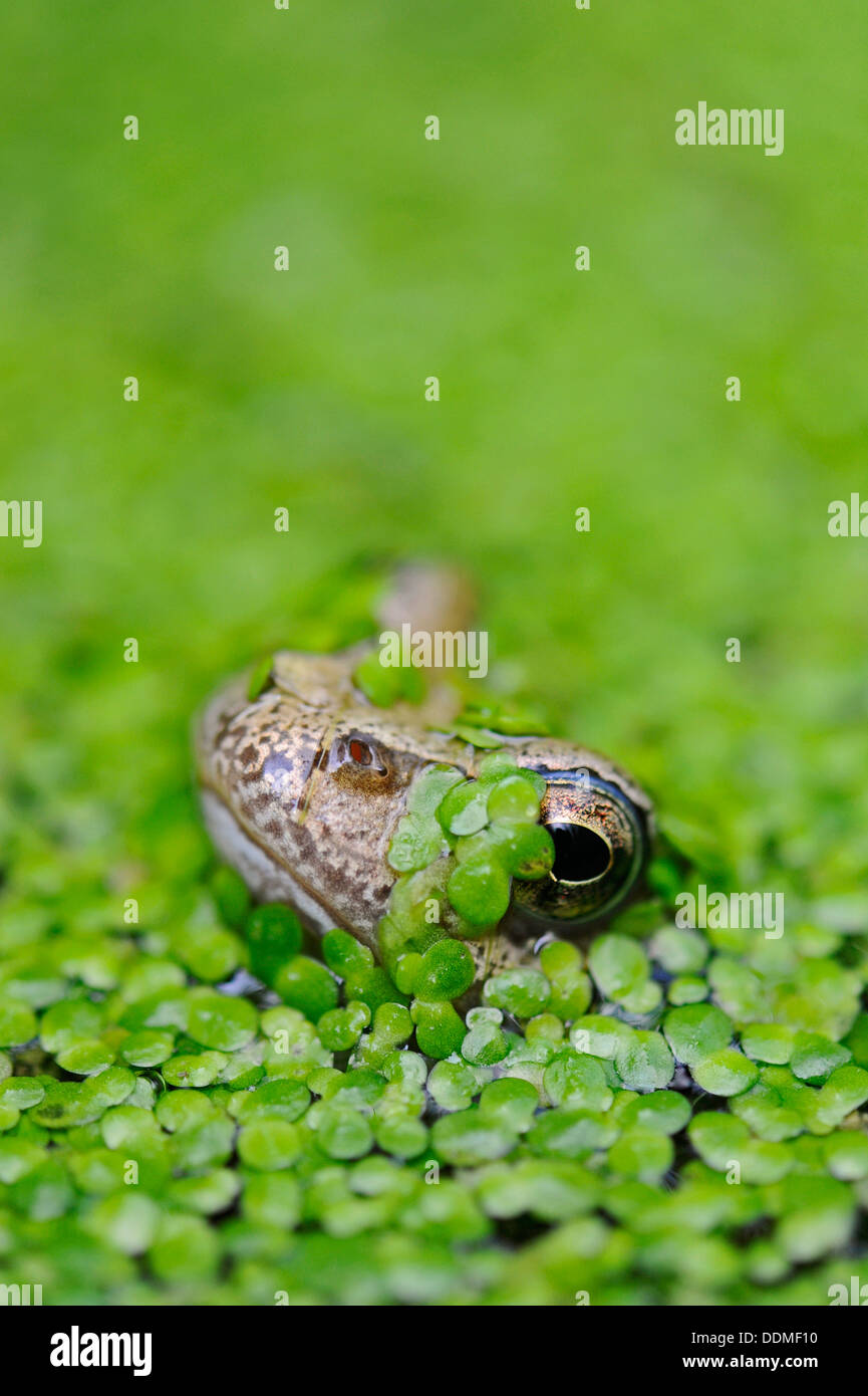 Kleiner Frosch mit seinem Kopf stossen durch Wasserlinsen. Stockfoto