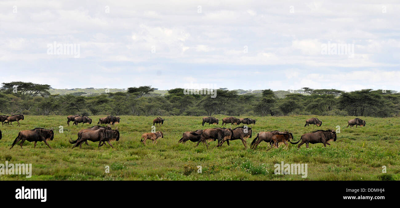 Herden von Gnu auf dem Serengeti reservieren Tansania Sammlung Stockfoto