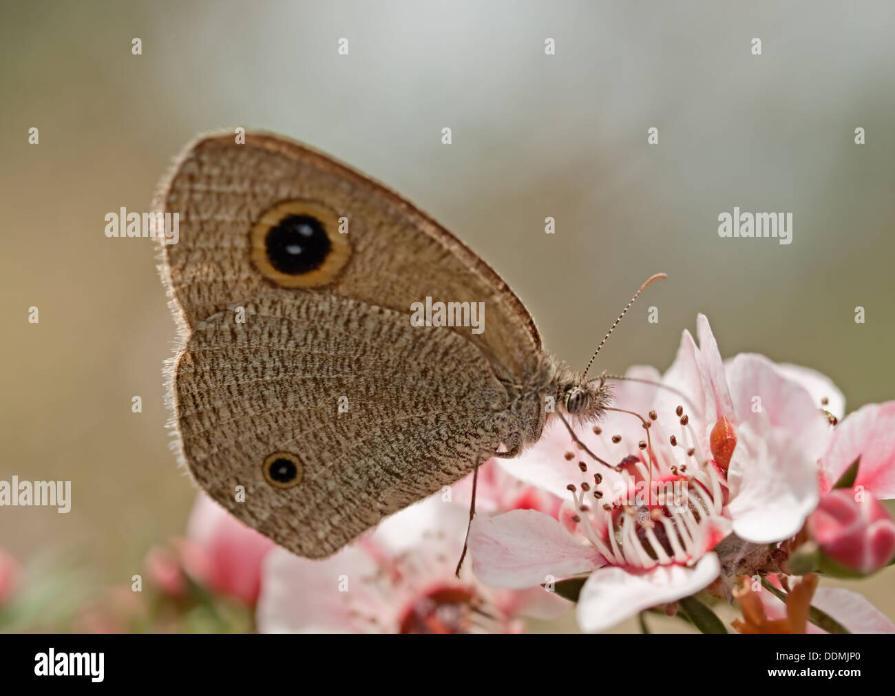 Australische schmuddeligen Ring Schmetterling auf Leptospernum Pink Cascade Blumen Stockfoto