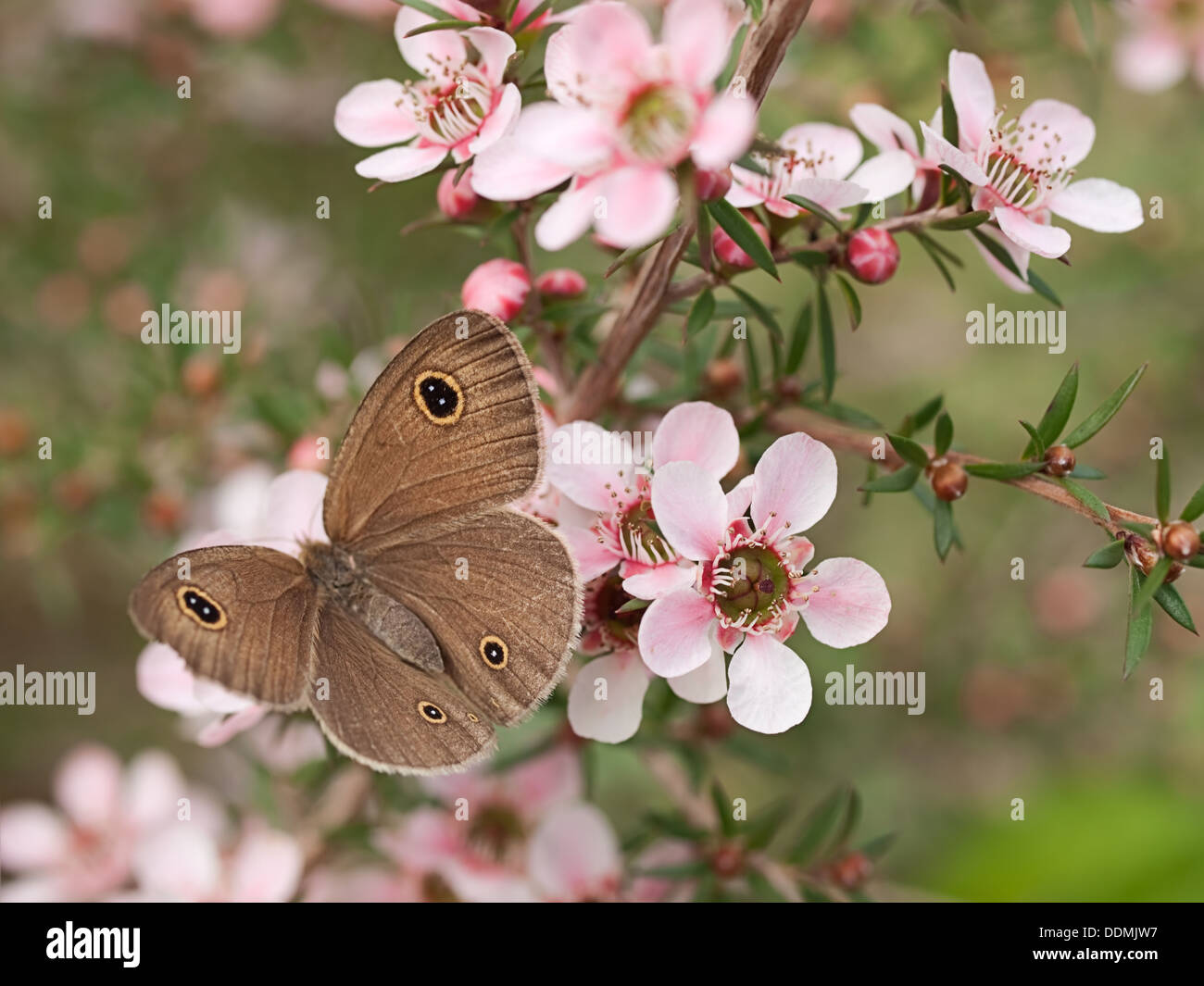Australische schmuddeligen Ring Schmetterling auf Leptospernum Pink Cascade Blumen Stockfoto