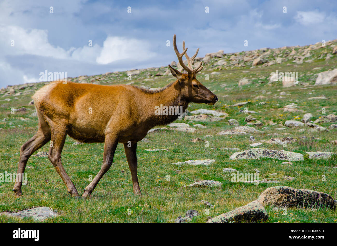 Rocky Mountain Elk Stockfoto