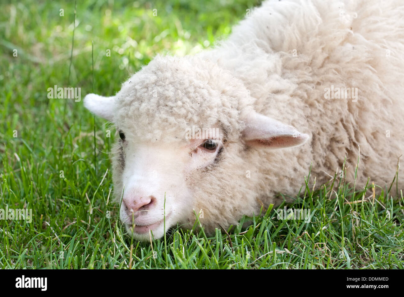 weißes Schaf liegend auf dem grünen Rasen, Maulkorb closeup Stockfoto