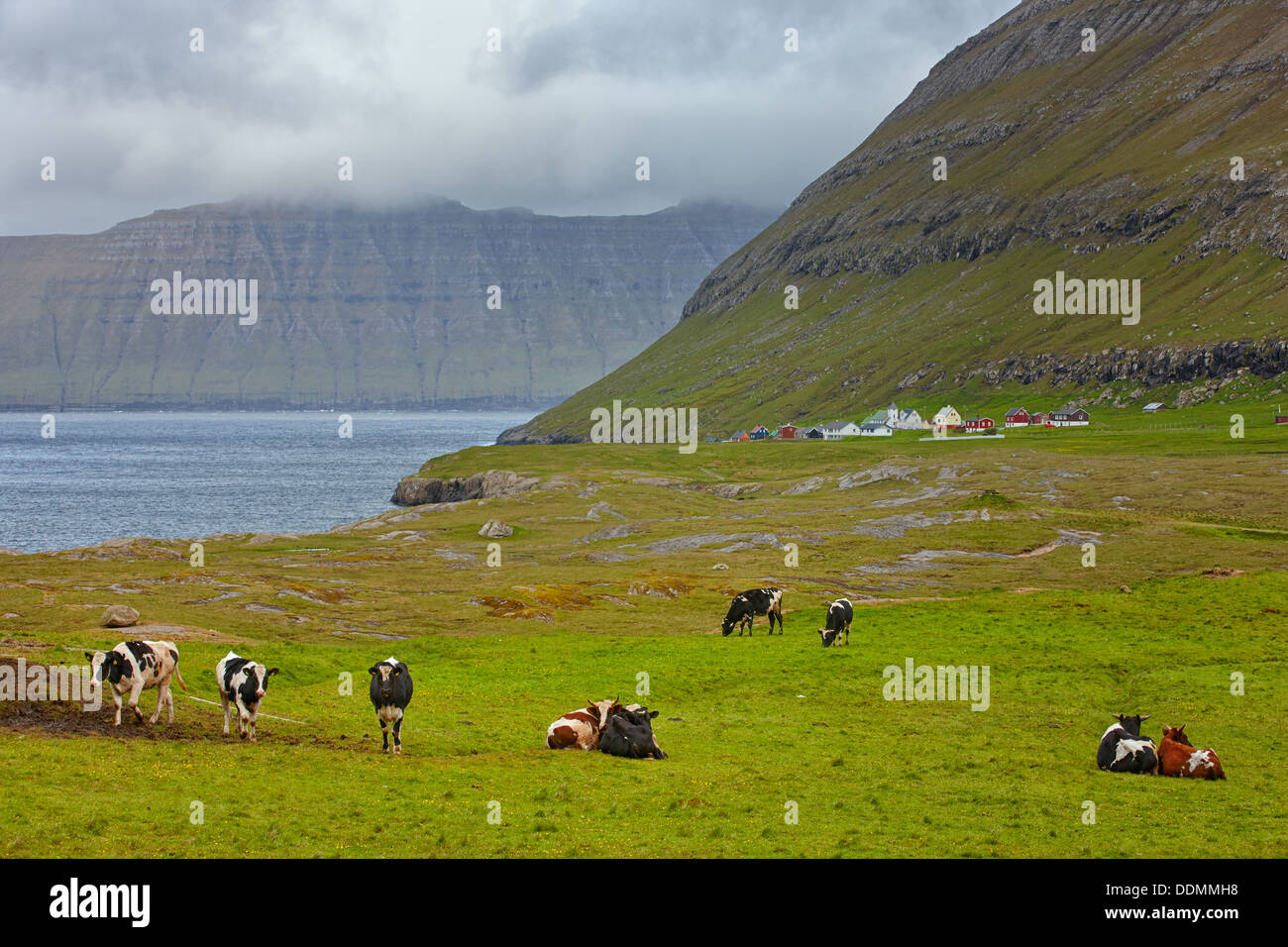 Kühe in Hellurnar Dorf, Esturoy Isalnd, Färöer Inseln Stockfoto
