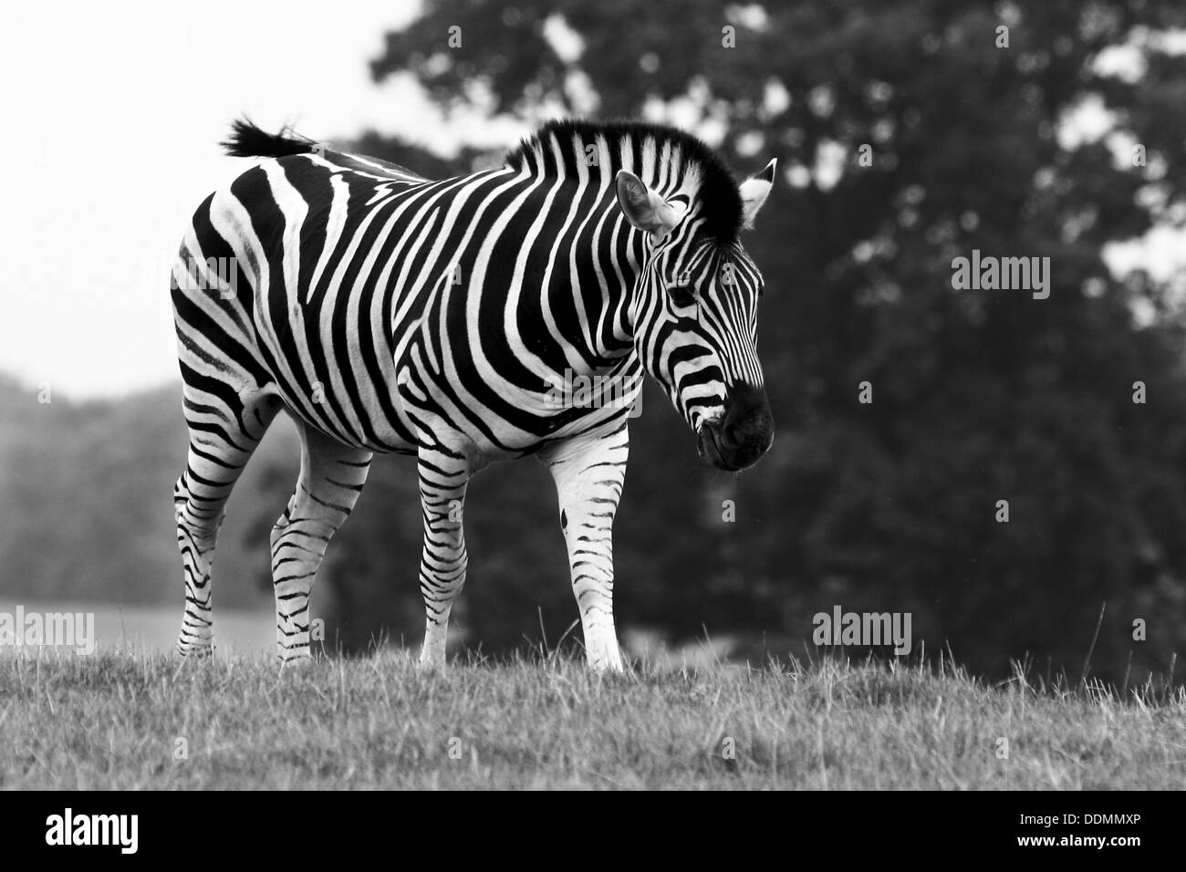 Zebra zu Fuß in vollen Länge Stockfoto