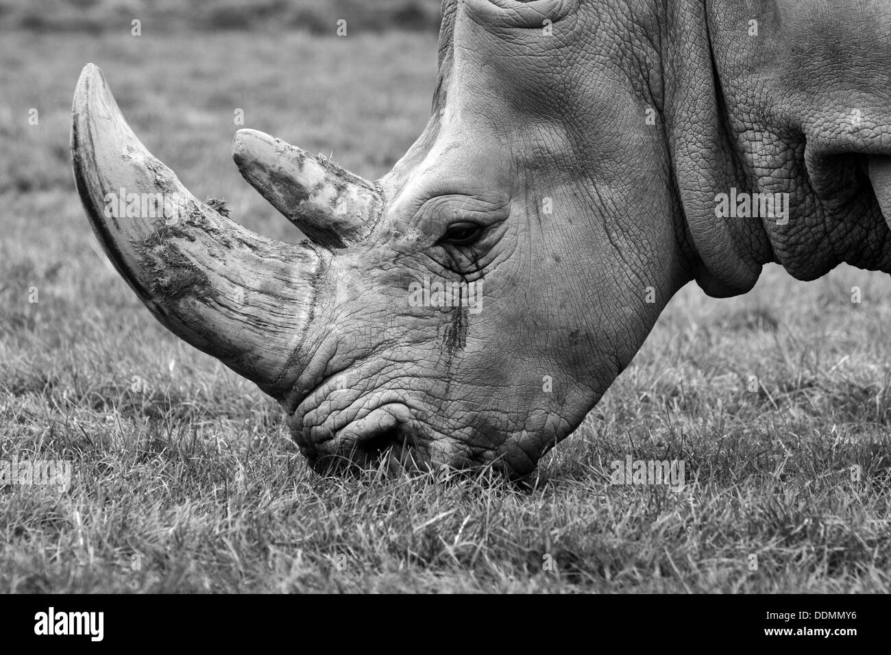 Rhino Essen eine Rasen-Nahaufnahme Stockfoto