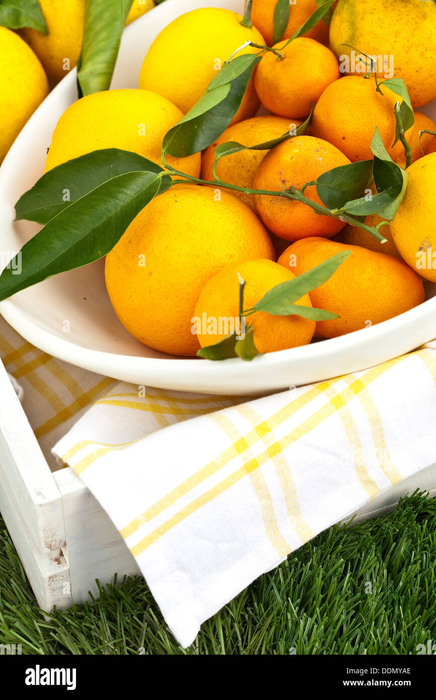Zitrusfrüchte - Limone, Zitrone, Mandarine und Grapefruit - auf gefälschte Rasen Rasen in eine Picknick-Einstellung. Stockfoto