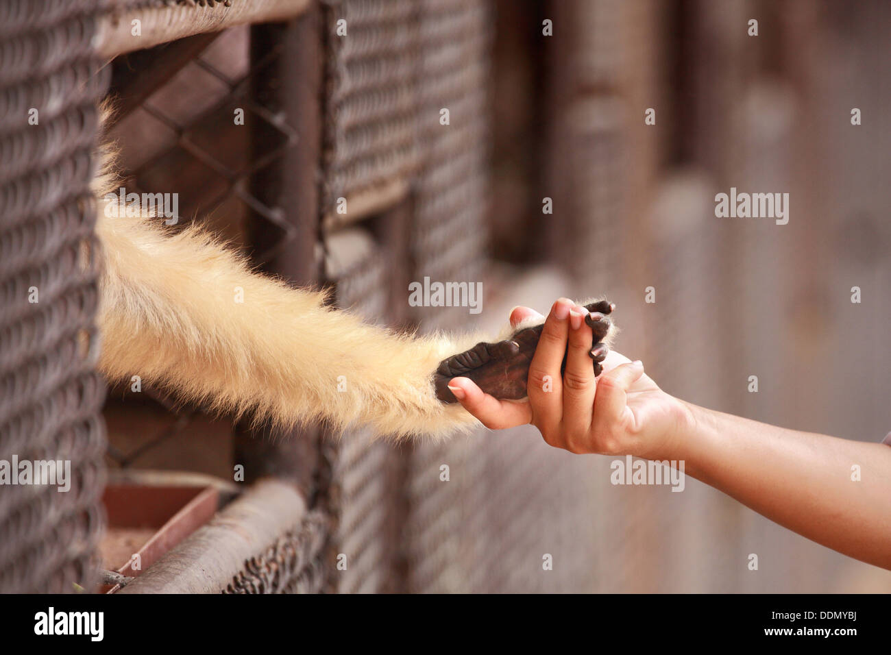 Eine Person Touch Hand zusammen mit einem Affen im Käfig Stockfoto