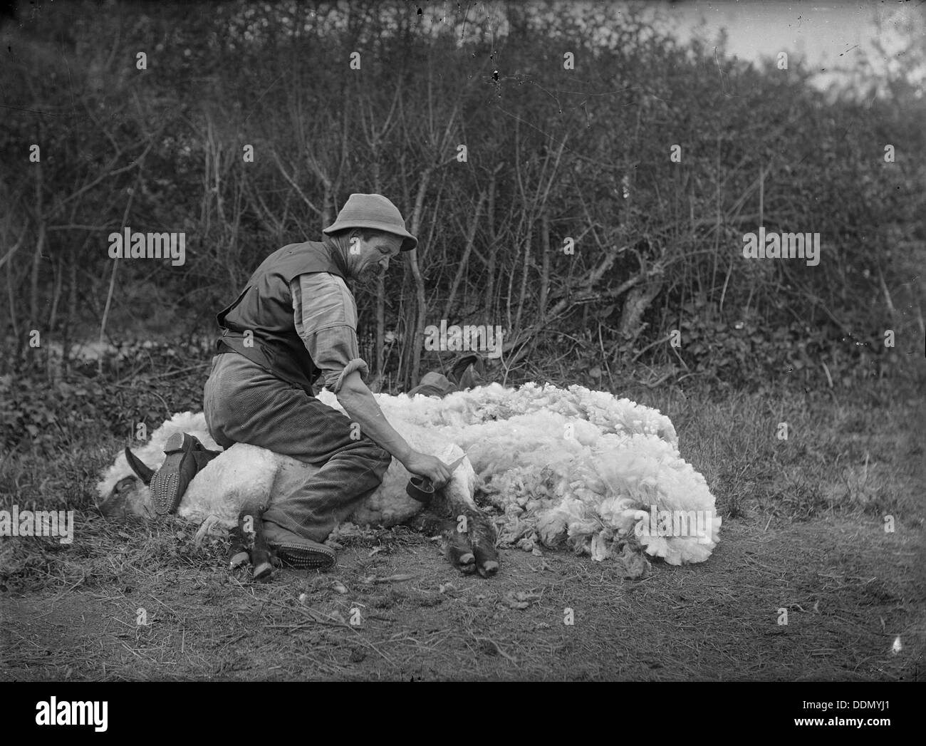 Schafschur, Northamptonshire, c1896-c1920. Künstler: Newton Stockfoto