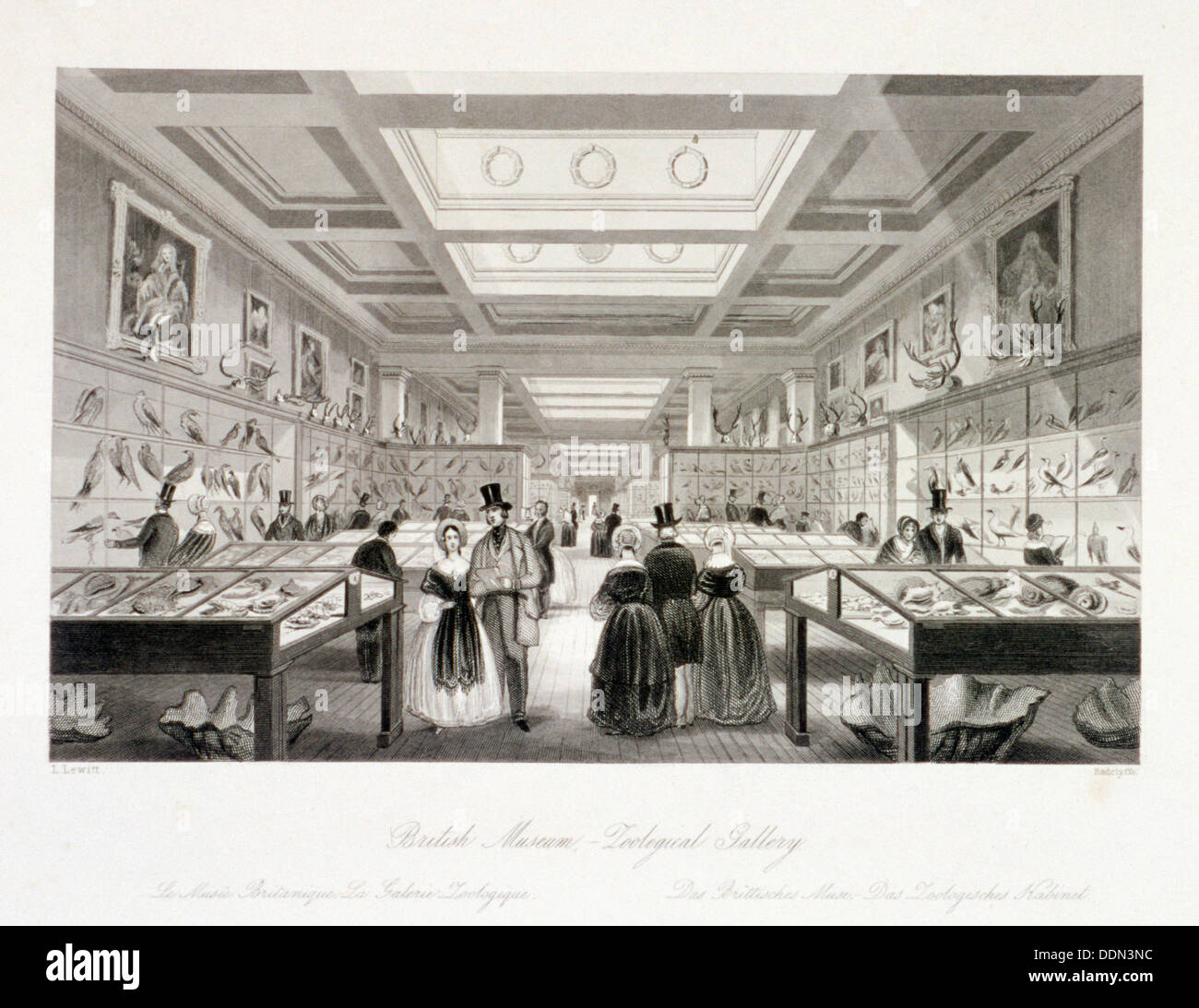Die zoologischen Gallery, British Museum, Holborn, London, c1850. Künstler: William Radclyffe Stockfoto
