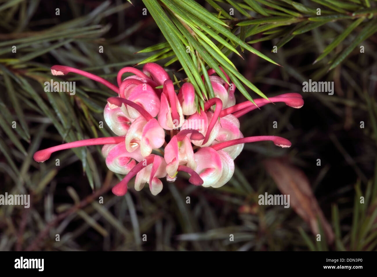 Nahaufnahme von Rosemary Grevillea Blume "Rosy Posy" - Grevillea Rosmarinifolia - Familie Proteaceae Stockfoto