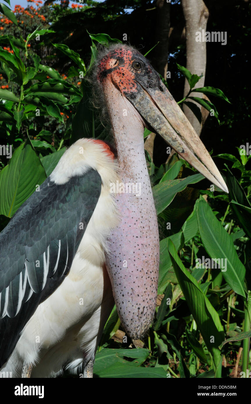 Profil von Marabou Storch Tansania Sammlung Stockfoto