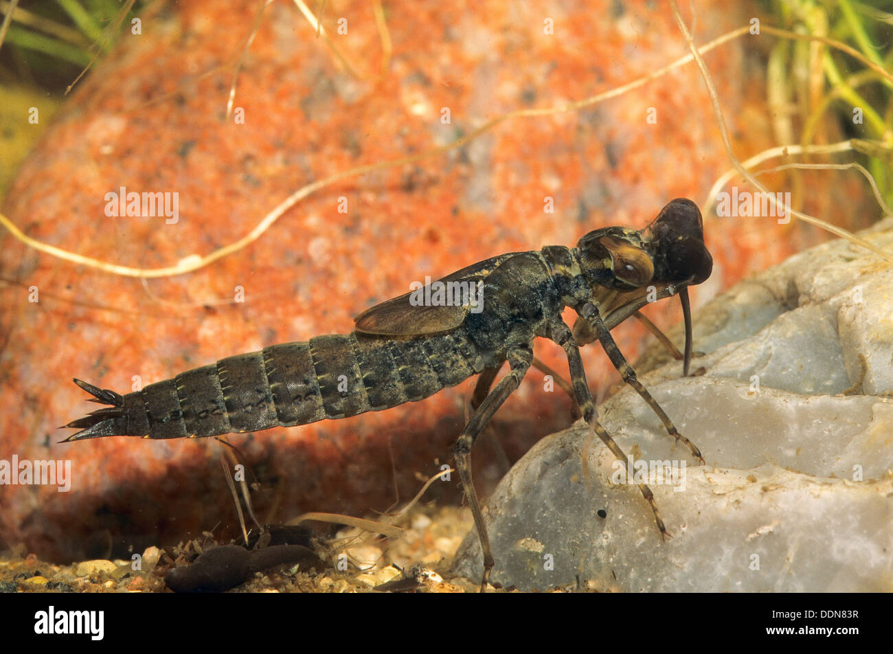 blau-grünes Darner, südlichen Aeshna, südlichen Hawker, Larven, Blaugrüne Mosaikjungfer Aeshna Cyanea, Aeschna Cyanea, Larve Stockfoto