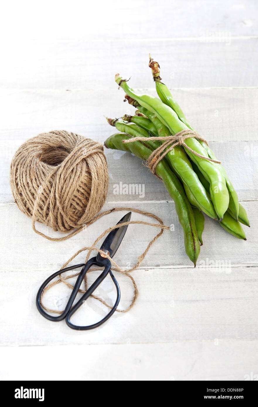 Eine Handvoll frische grüne Bohnen mit braunen Kochen Zeichenfolge neben ein paar Vintage Kochen Schere gefesselt. Stockfoto