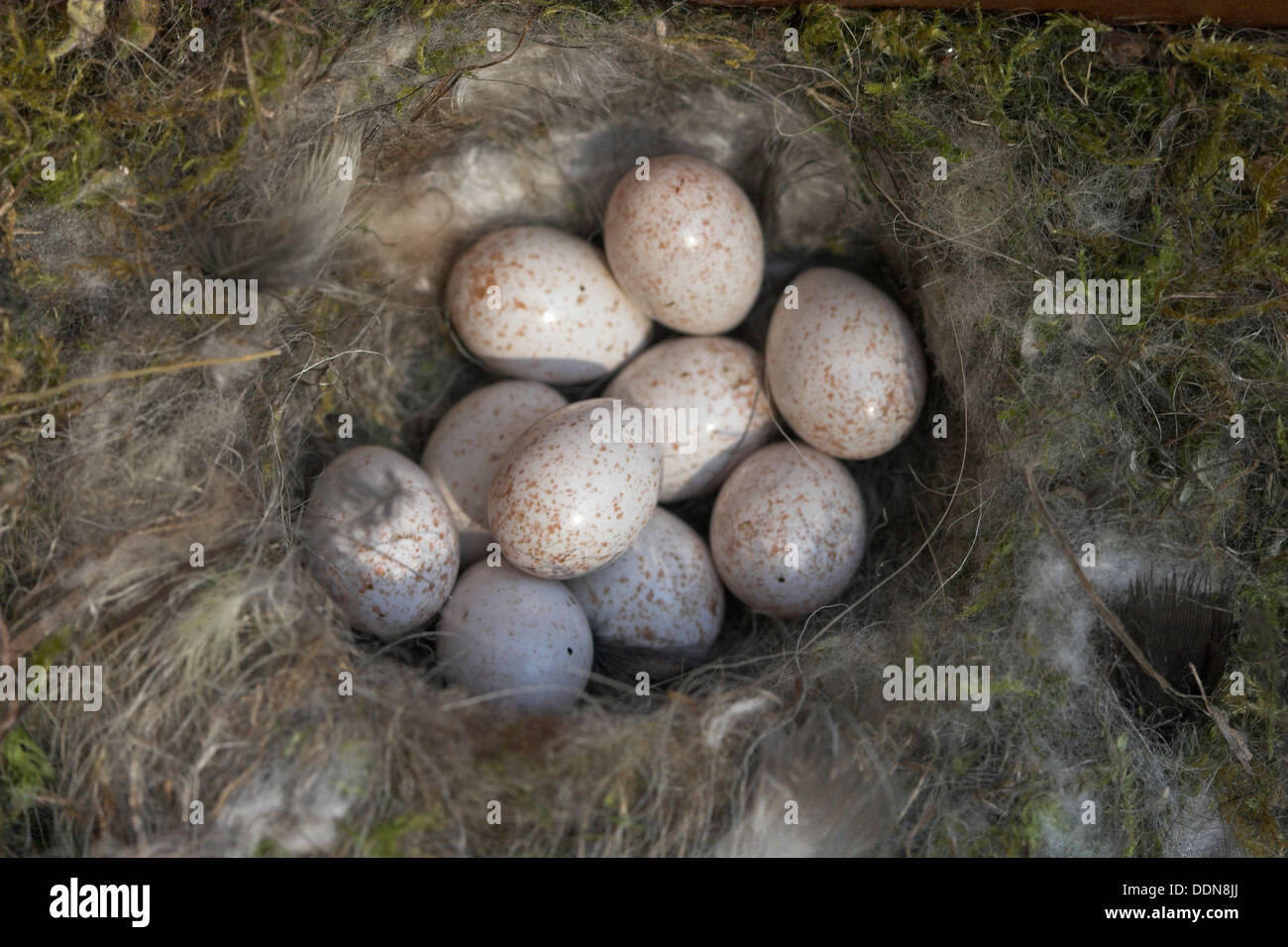 blauer-tit-ei-eiern-nest-blaumeise-blau-meise-meise-parus