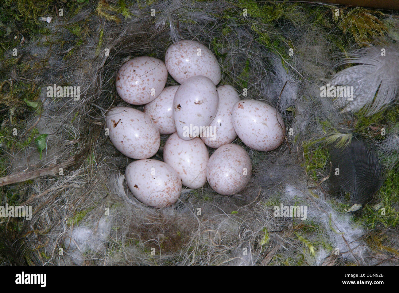 blauer-tit-ei-eiern-nest-blaumeise-blau-meise-meise-parus
