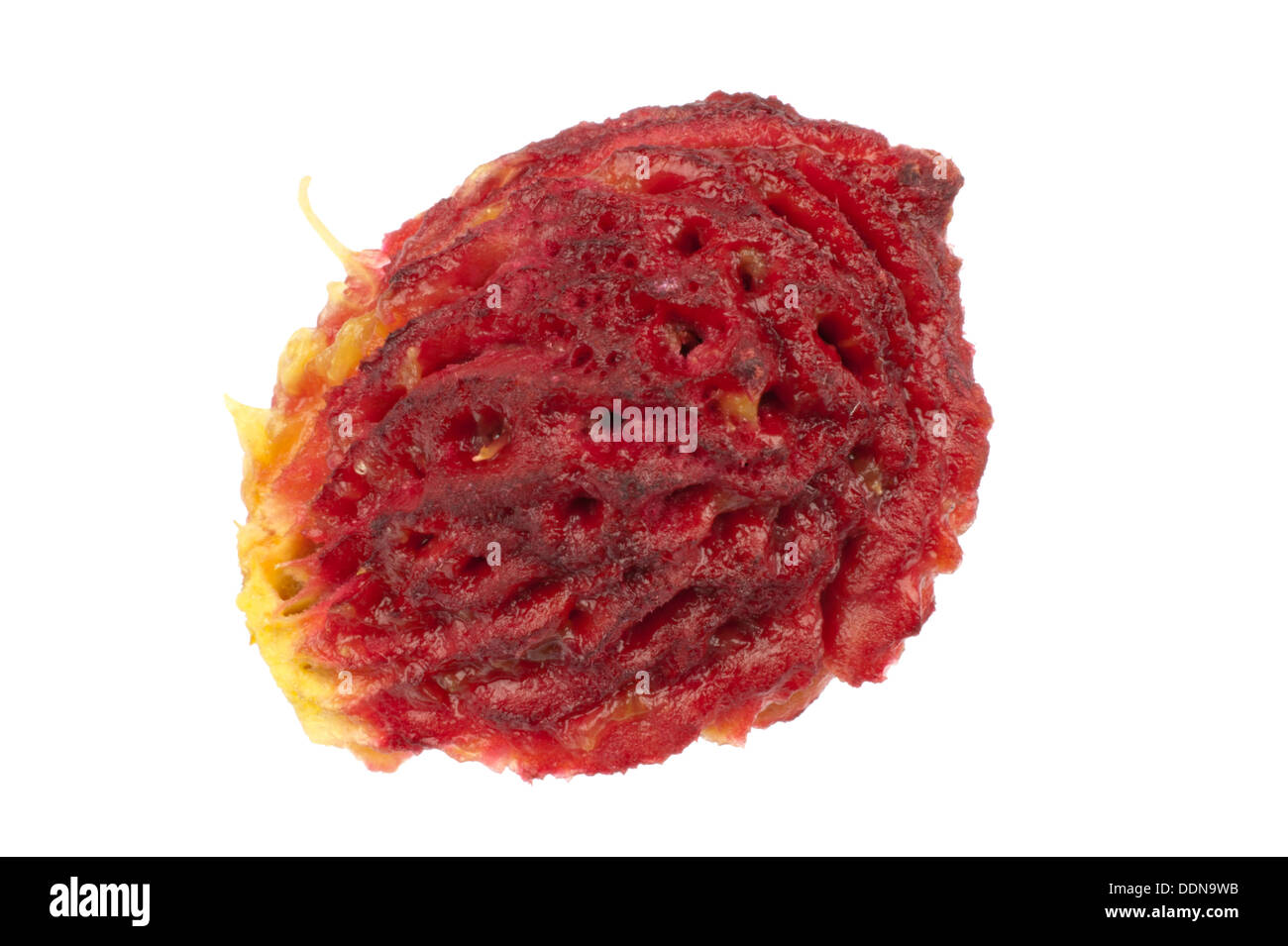 Der Kern der Pfirsich in Nahaufnahme und isoliert in weißem Hintergrund Stockfoto